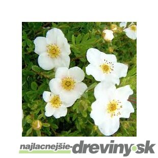 Nátržník krovitý SnowBird, 20/30 cm, v črepníku 1,5l Potentilla fruticosa SnowBird
