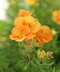 Nátržník krovitý Sunset, 20/30 cm, v črepníku 1,5l Potentilla fruticosa Sunset