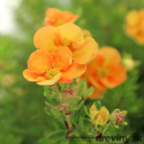 Nátržník krovitý Sunset, 20/30 cm, v črepníku 1,5l Potentilla fruticosa Sunset