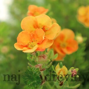 Nátržník krovitý Sunset, 20/30 cm, v črepníku 1,5l Potentilla fruticosa Sunset