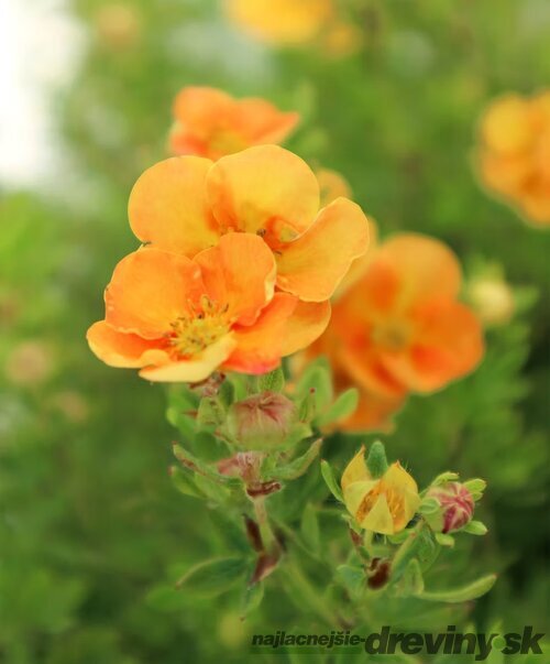 Nátržník krovitý Sunset, 20/30 cm, v črepníku 1,5l Potentilla fruticosa Sunset