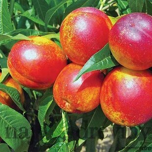 Nektarinka HARCO stredne skorá, výška 160/180 cm, podpník broskyňa Rakonievická, v črepníku Prunus nucipersica Harco