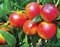 Nektarinka HARCO už rodiaca stredne skorá, výška 180/200 cm, podpník broskyňa Rakonievická, v črepníku 15l Prunus nucipersica Harco