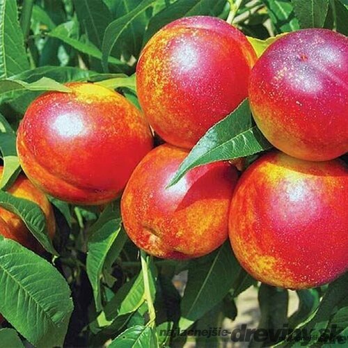 Nektarinka HARCO už rodiaca stredne skorá, výška 180/200 cm, podpník broskyňa Rakonievická, v črepníku Prunus nucipersica Harco