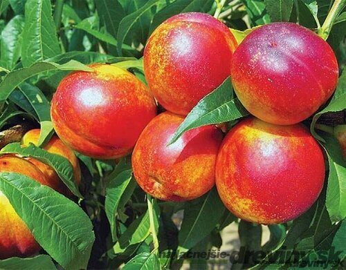 Nektarinka HARCO už rodiaca stredne skorá, výška 180/200 cm, podpník broskyňa Rakonievická, v črepníku Prunus nucipersica Harco