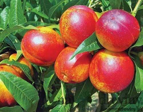 Nektarinka HARCO už rodiaca stredne skorá, výška 180/200 cm, podpník broskyňa Rakonievická, v črepníku 15l Prunus nucipersica Harco