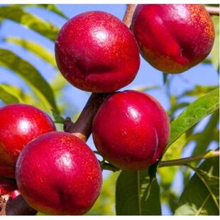 Nektarinka Harco, voľnokorenná 1-ročná Prunus persica