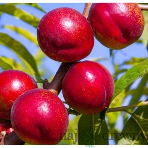 Nektarinka Harco, voľnokorenná 1-ročná Prunus persica