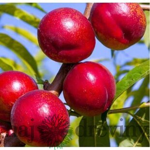 Nektarinka Harco, voľnokorenná 1-ročná Prunus persica