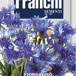 Nevädza poľná - Chrpa modrá