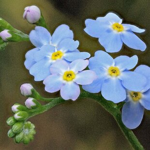 Nezábudka, výška 10/20 cm, v črepníku Myosotis