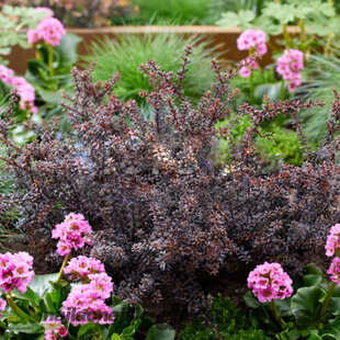 Nohoplod čokoládový (zberateľská drevina), výška 20/25 cm, v črepníku 3l Podocarpus x ‘Chocolate Box‘
