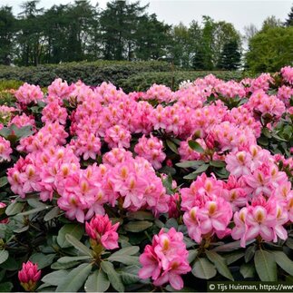 NOVINKA: AKCIA 2+1 Rododendrón Arkadius