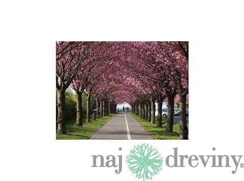 Okrasná čerešňa Royal Burgundy, na kmienku 130/150 cm, v črepníku Prunus serrulata Royal Burgundy