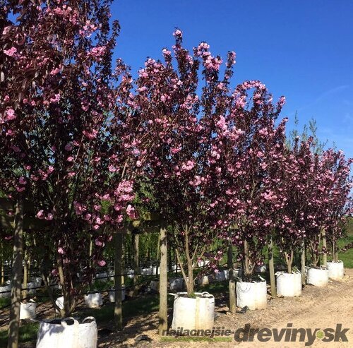 Okrasná čerešňa Royal Burgundy, obvod kmienka 10/12 cm, výška 250/350 cm, v črepníku Prunus serrulata Royal Burgundy
