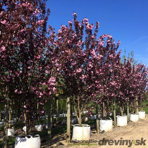Okrasná čerešňa Royal Burgundy, obvod kmienka 10/12 cm, výška 250/350 cm, v črepníku Prunus serrulata Royal Burgundy