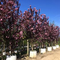 Okrasná čerešňa Royal Burgundy, obvod kmienka 10/12 cm, výška 250/350 cm, v črepníku Prunus serrulata Royal Burgundy
