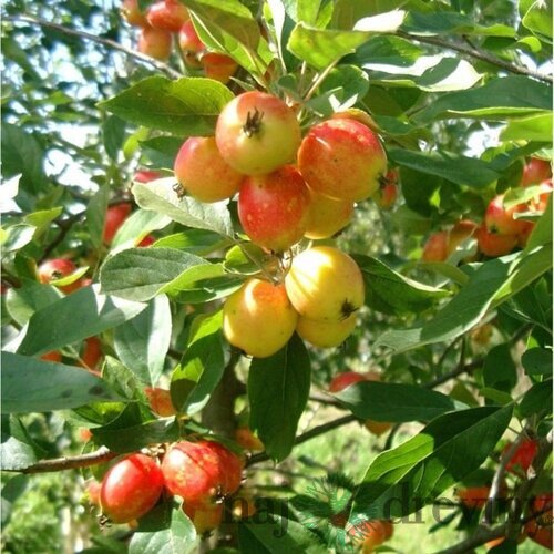 Okrasná jabloň ´John Downie´, výška 180/220 cm, v črepníku 10l Malus ´ John Downie ´