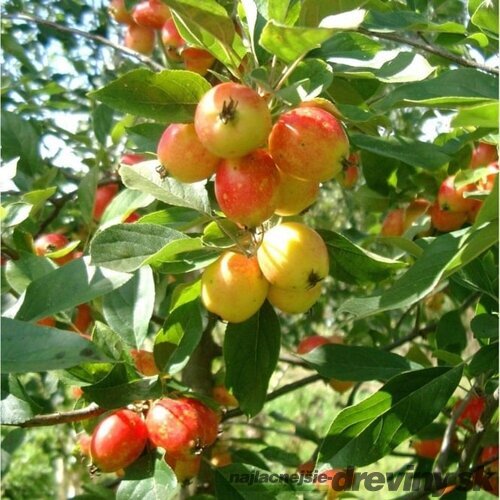Okrasná jabloň ´John Downie´, výška 180/220 cm, v črepníku 10l Malus ´ John Downie ´