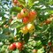 Okrasná jabloň ´John Downie´, výška 180/220 cm, v črepníku 10l Malus ´ John Downie ´