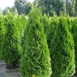 Okrasné dreviny tuje