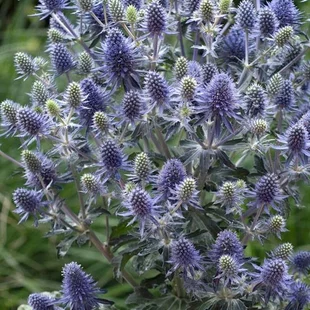 Okrasný bodliak Blue Hobbit, výška 15/25cm, v črepníku Eryngium planum Blue Hobbit