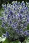 Okrasný bodliak Blue Hobbit, výška 15/25cm, v črepníku Eryngium planum Blue Hobbit
