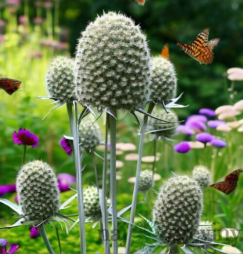 Okrasný bodliak Yuccifolium - kotúč, v črepníku P9 Eryngium yuccifolium