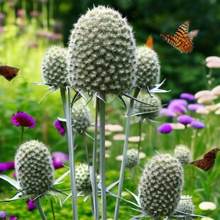 Okrasný bodliak Yuccifolium - kotúč, v črepníku P9 Eryngium yuccifolium