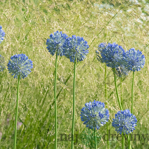 Okrasný cesnak, 25ks v balení ALLIUM CAERULEUM