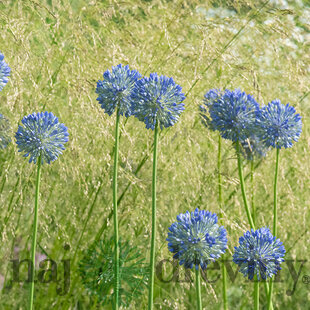 Okrasný cesnak, 25ks v balení ALLIUM CAERULEUM