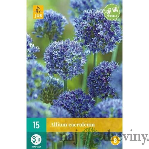 Okrasný cesnak, 25ks v balení ALLIUM CAERULEUM