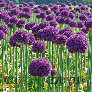Okrasný cesnak - Ambassador, v črepníku 4l Allium Ambassador