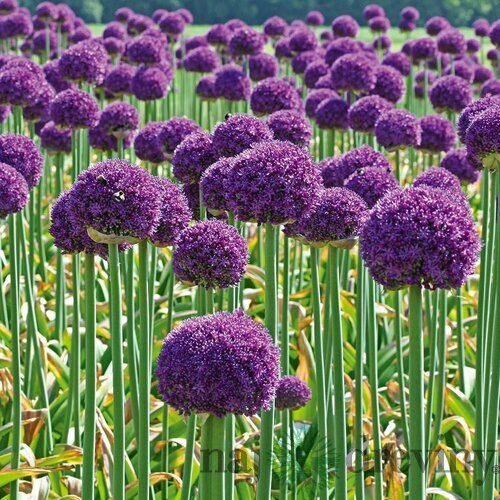 Okrasný cesnak - Ambassador, v črepníku 4l Allium Ambassador