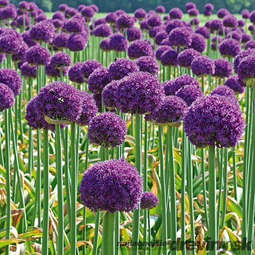 Okrasný cesnak - Ambassador, v črepníku 4l Allium Ambassador