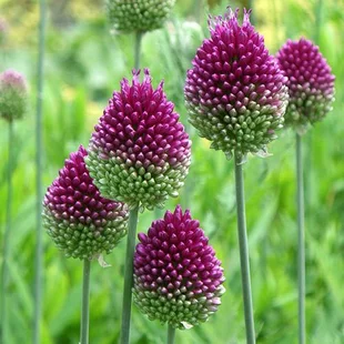 Okrasný cesnak guľatohlavý, v črepníku 3L, výška 40/60 cm Allium sphaerocephalon