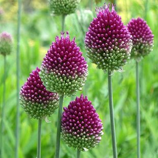 Okrasný cesnak guľatohlavý, v črepníku 3L, výška 40/60 cm Allium sphaerocephalon