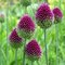 Okrasný cesnak guľatohlavý, v črepníku 3L, výška 40/60 cm Allium sphaerocephalon