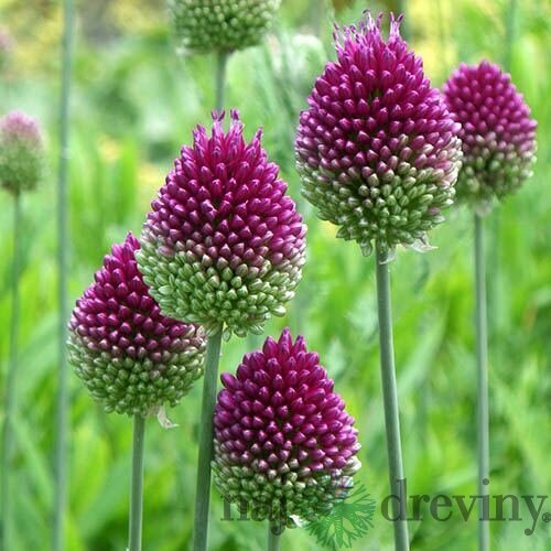 Okrasný cesnak guľatohlavý, v črepníku 3L, výška 40/60 cm Allium sphaerocephalon