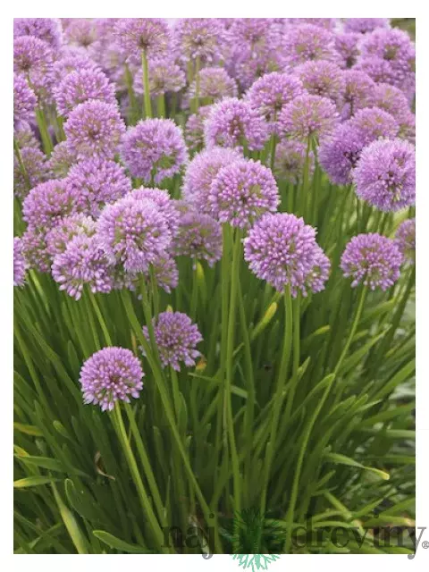 Okrasný cesnak Millennium, výška 30/50 cm, v črepníku Allium Millennium