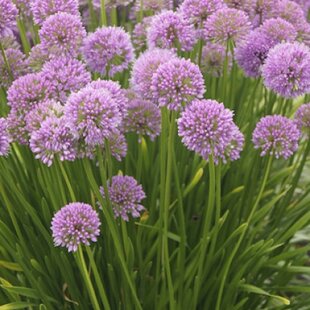 Okrasný cesnak Millennium, výška 30/50 cm, v črepníku Allium Millennium