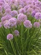 Okrasný cesnak Millennium, výška 30/50 cm, v črepníku Allium Millennium