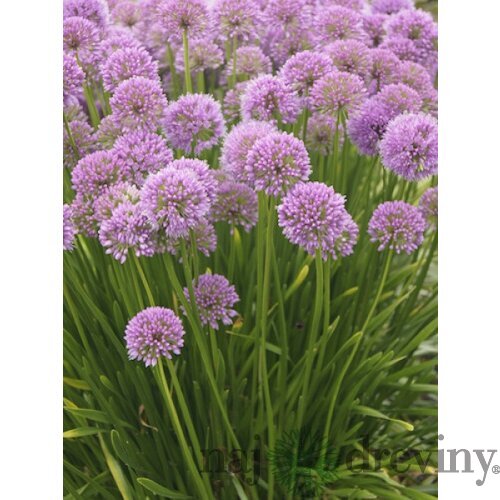 Okrasný cesnak Millennium, výška 30/50 cm, v črepníku Allium Millennium