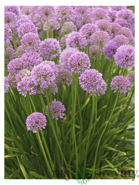 Okrasný cesnak Millennium, výška 30/50 cm, v črepníku Allium Millennium