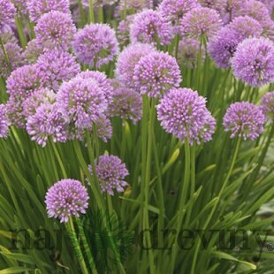Okrasný cesnak Millennium, výška 30/50 cm, v črepníku Allium Millennium
