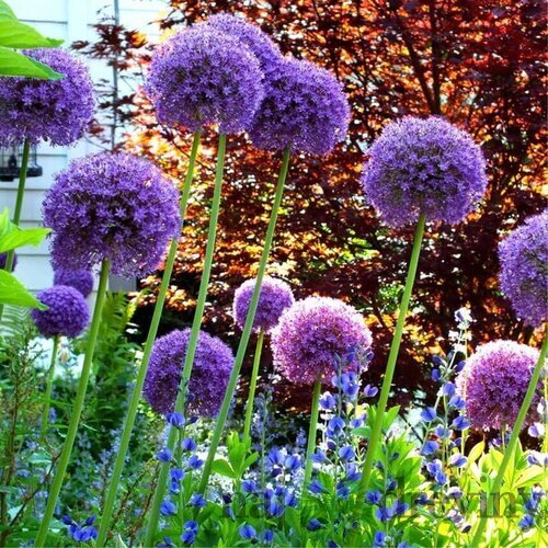 Okrasný cesnak obrovský - Ambassador, v črepníku 2l ALLIUM AMBASSADOR
