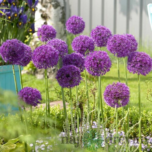 Okrasný cesnak - Purple Sensation, v črepníku 1l Allium Purple Sensation