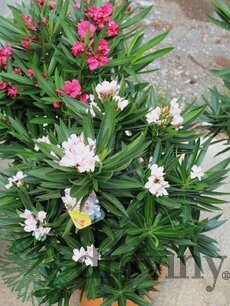 Oleander