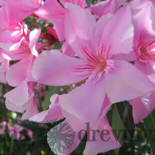 Oleander obyčajný 30/50 cm, v črepníku Nerium oleander
