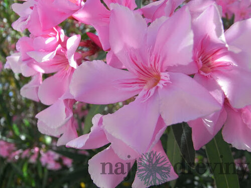Oleander obyčajný 30/50 cm, v črepníku Nerium oleander
